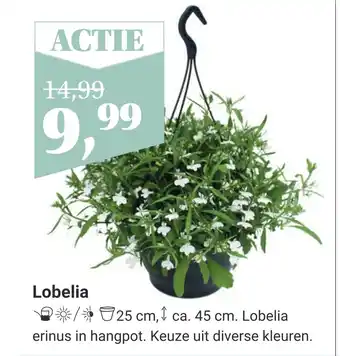 TuinWereld Lobelia aanbieding