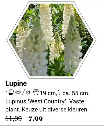 Tuincentrum Van Ee Lupine aanbieding