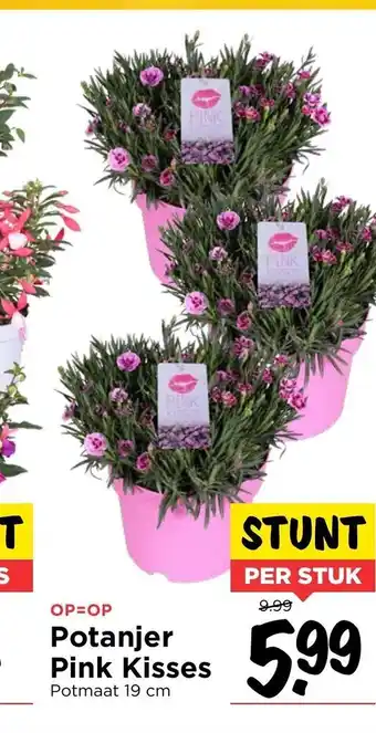 Vomar Voordeelmarkt Potanjer pink kisses 19 cm aanbieding