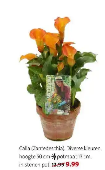 Intratuin Calla (Zantedeschia) aanbieding