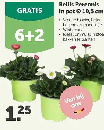 Aveve Bellis Perennis In Pot Ø 10.5 Cm 6+2 Gratis aanbieding