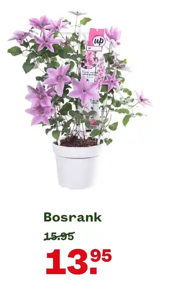 Welkoop Bosrank aanbieding