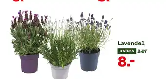 Welkoop Lavendel 3 stuks aanbieding