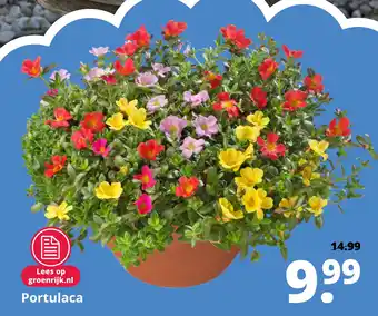 GroenRijk Portulaca aanbieding