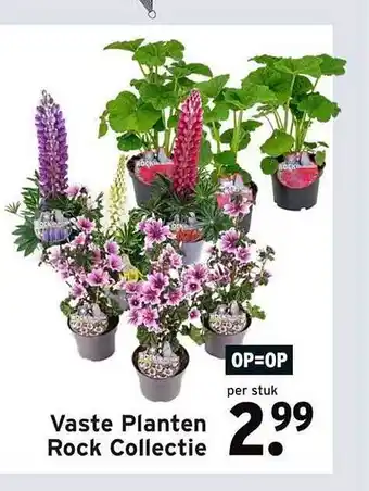 GAMMA Vaste Planten Rock Collectie aanbieding