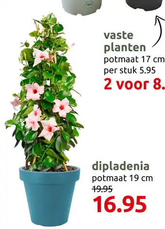 Deka Tuin Dipladenia 19 cm aanbieding