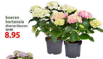Deka Tuin Boeren hortensia aanbieding