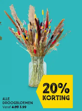 Xenos Droogbloemen aanbieding