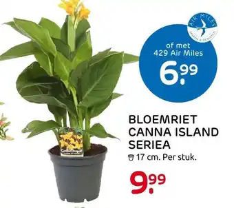 Praxis Bloemriet Canna Island Seriea aanbieding