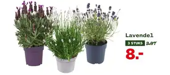 Welkoop Lavendel aanbieding