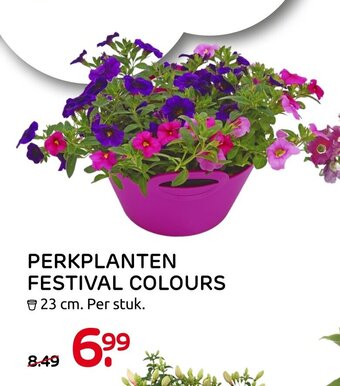 Praxis Perkplanten festival colours aanbieding