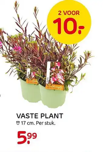 Praxis Vaste Plant aanbieding