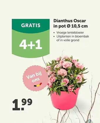 Aveve Dianthus Oscar In Pot Ø 10.5 Cm 4+1 Gratis aanbieding