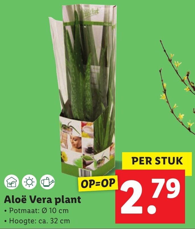 Aloe Vera plant aanbieding bij Lidl