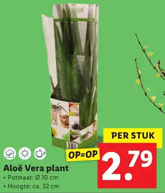 Lidl Aloe Vera plant aanbieding