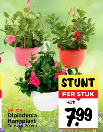 Vomar Voordeelmarkt Dipladenia Hangplant aanbieding