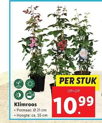 Lidl Klimroos aanbieding