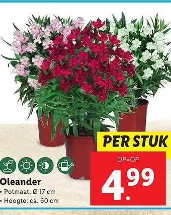 Lidl Oleander aanbieding