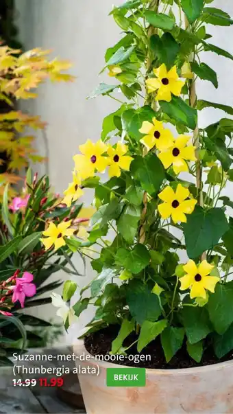 Intratuin Suzanne-met-de-mooie-ogen (Thunbergia alata) aanbieding