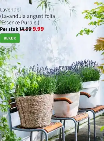 Intratuin Lavendel (Lavandula angustifolia "Essence Purple') aanbieding