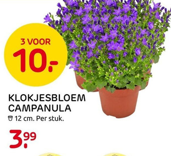 Praxis Klokjesbloem Campanula aanbieding