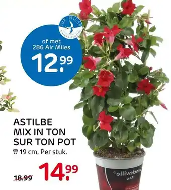 Praxis Astilbe Mix In Ton Sur Ton Pot aanbieding