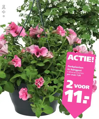 Ranzijn Perkplanten in hangpot aanbieding