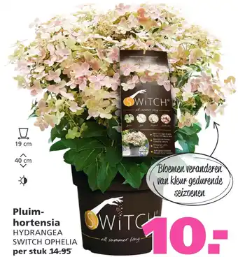 Ranzijn Pluim- hortensia aanbieding