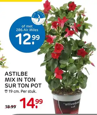 Praxis Astilbe Mix In Ton Sur Ton Pot 19 cm aanbieding