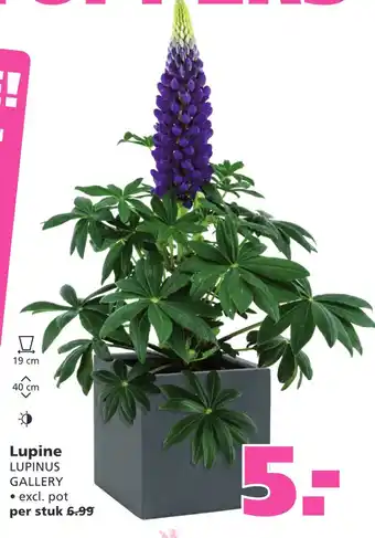 Ranzijn Lupine aanbieding