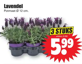 Dirk Lavendel aanbieding