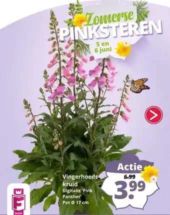 GroenRijk Vingerhoedskruid aanbieding