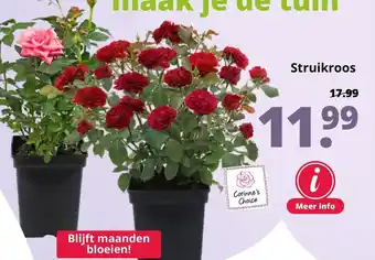 GroenRijk Struikroos aanbieding