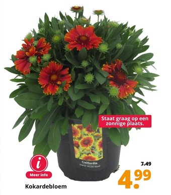 GroenRijk Kokardebloem aanbieding