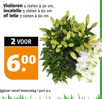 Poiesz Violieren, incalelie of lelie aanbieding