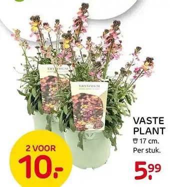 Praxis Vaste Plant aanbieding