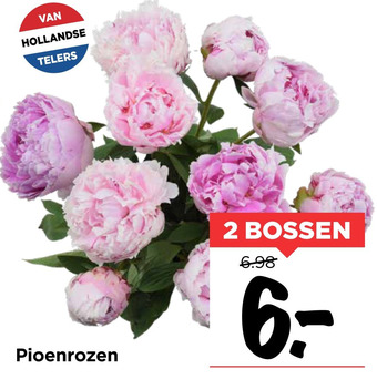 Vomar Voordeelmarkt Pioenrozen aanbieding