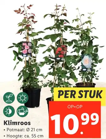 Lidl Klimroos aanbieding