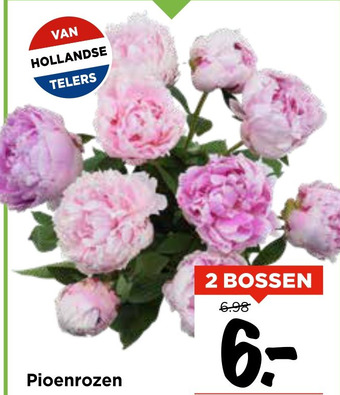 Vomar Voordeelmarkt Pioenrozen aanbieding
