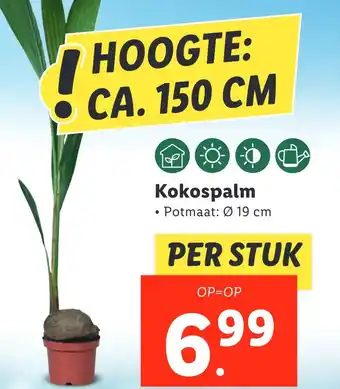 Lidl Kokospalm aanbieding