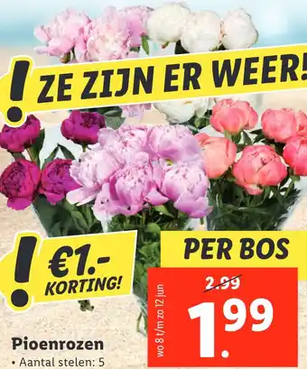 Lidl Pioenrozen aanbieding