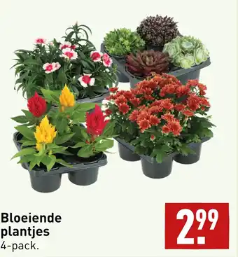 ALDI Bloeiende plantjes aanbieding
