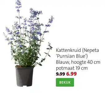 Intratuin Kattenkruid (Nepeta 'Purrsian Blue') aanbieding