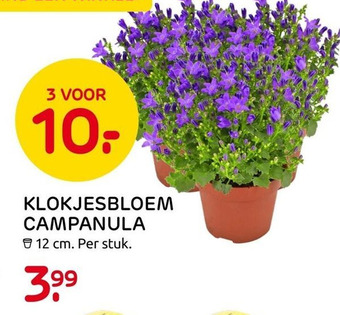 Praxis Klokjesbloem Campanula aanbieding