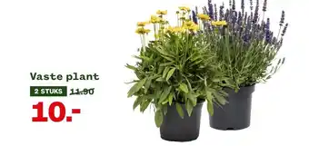 Welkoop Vaste plant aanbieding