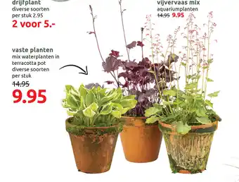 Deka Tuin Vaste planten per stuk aanbieding