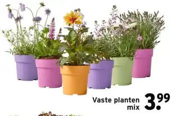 GAMMA Vaste planten mix aanbieding