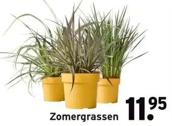 GAMMA Zomergrassen aanbieding