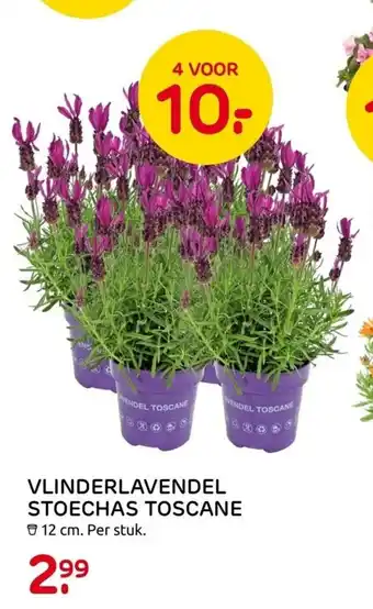 Praxis Vlinderlavendel stoechas toscane 12 cm aanbieding