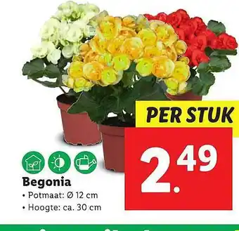 Lidl Begonia aanbieding